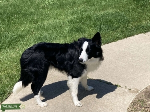 Pure Breed Border Collie Listing Image