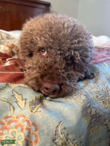 Chocolate Miniature Poodle Proven stud  Listing Image