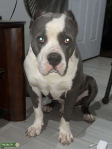 Blue/white XL American bully Listing Image