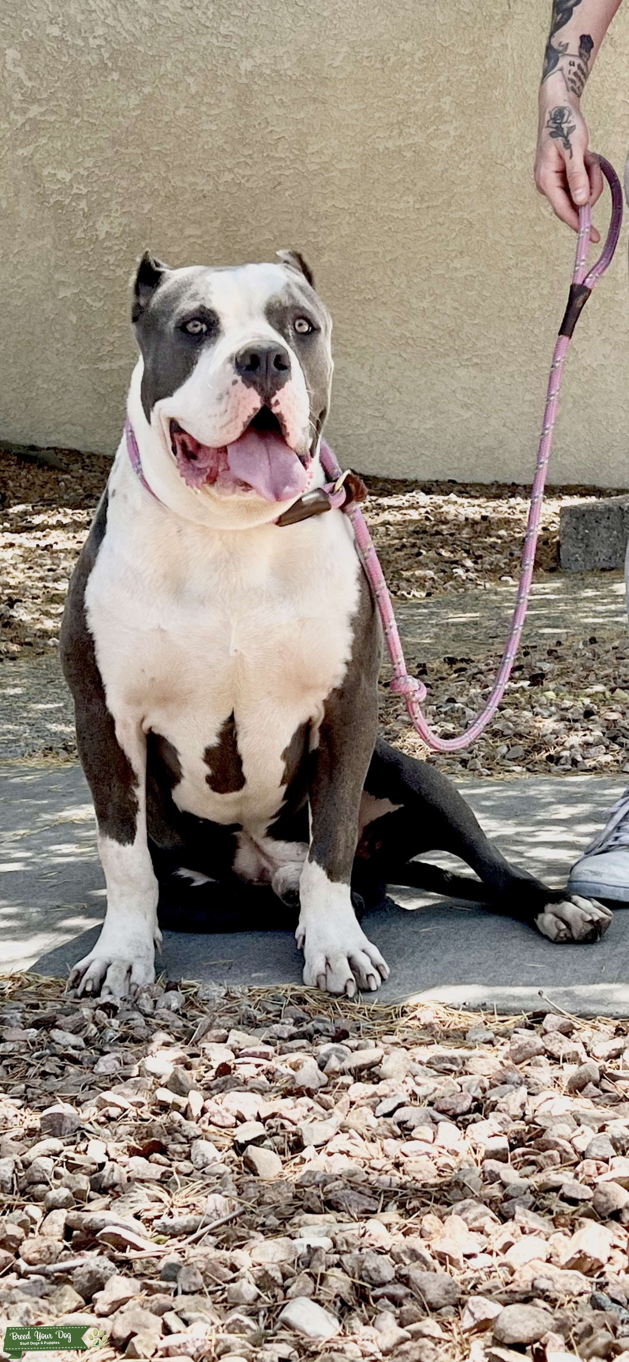 Blue/white XL American bully - Stud Dog in New Mexico , the United ...