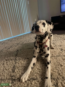Dalmatian  Listing Image