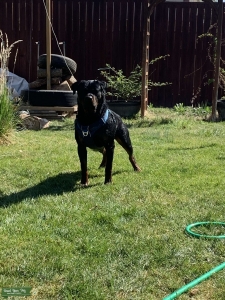Akc Rottweiler stud  Listing Image