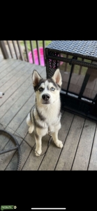 Siberian Husky Listing Image