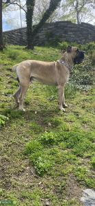 Fawn Cane Corso Listing Image