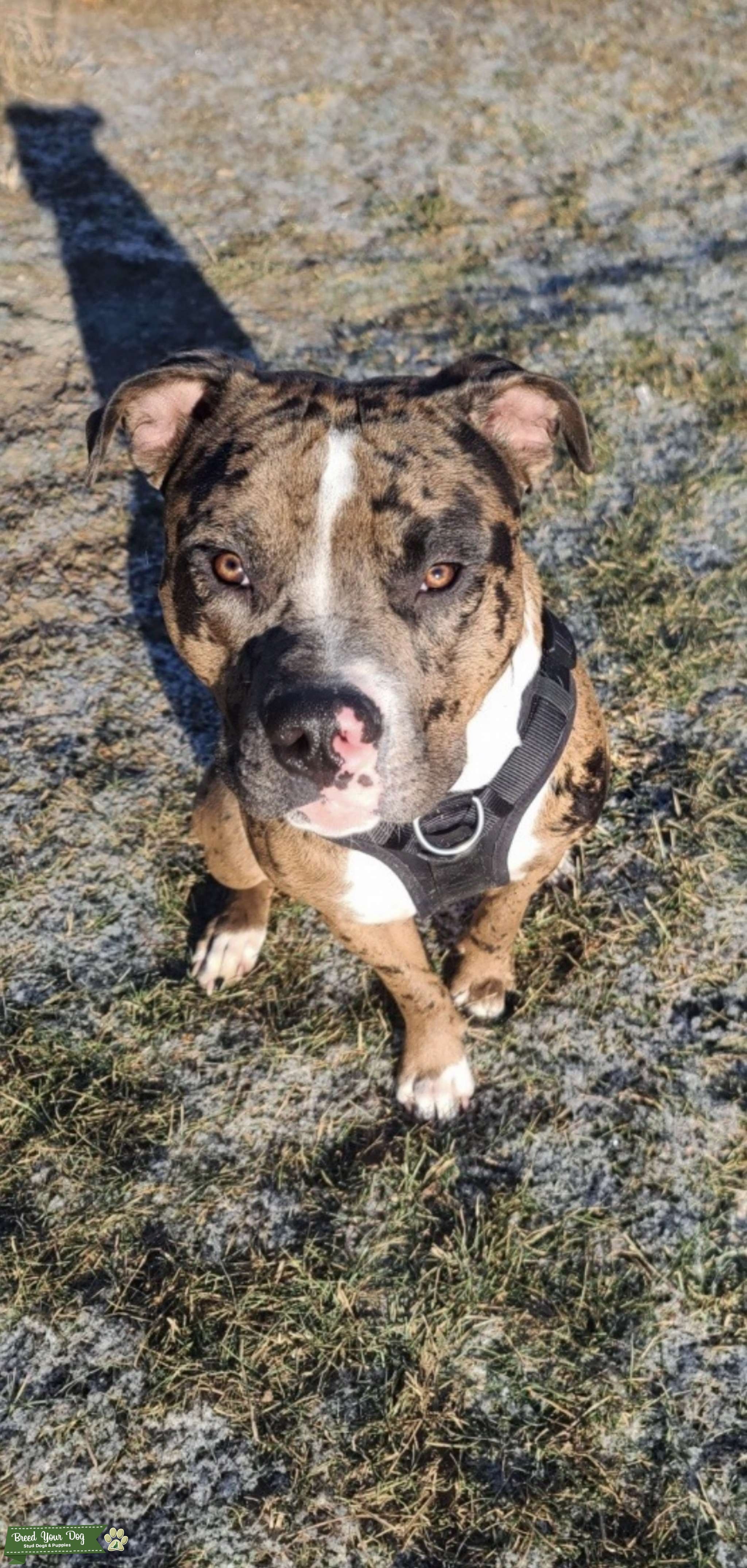 Merle American Bully Stud Dog in Peel , the United States Breed