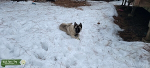 Young Shepherd Akita Husky mix Listing Image
