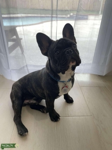 Brindle French Bulldog Listing Image