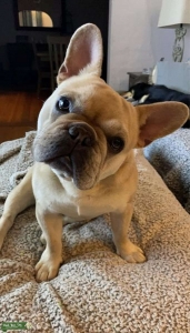 Maskless Blue Fawn French Bulldog Listing Image