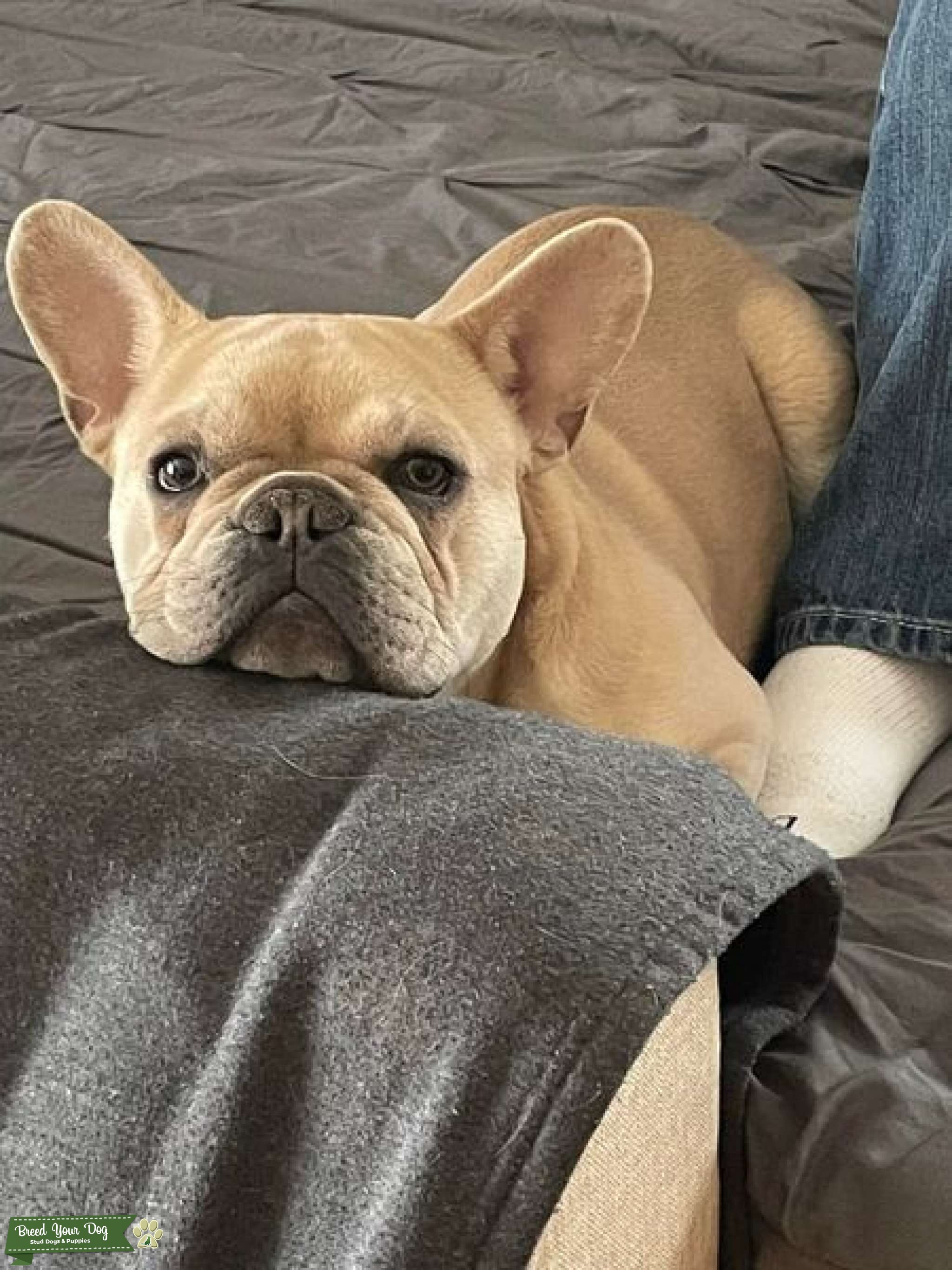 Maskless Blue Fawn French Bulldog - Stud Dog in MO, the United States