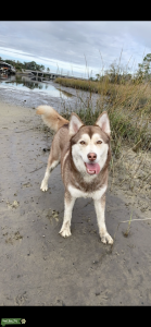 Female husky  Listing Image
