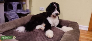 Bi Color Bernedoodle Listing Image