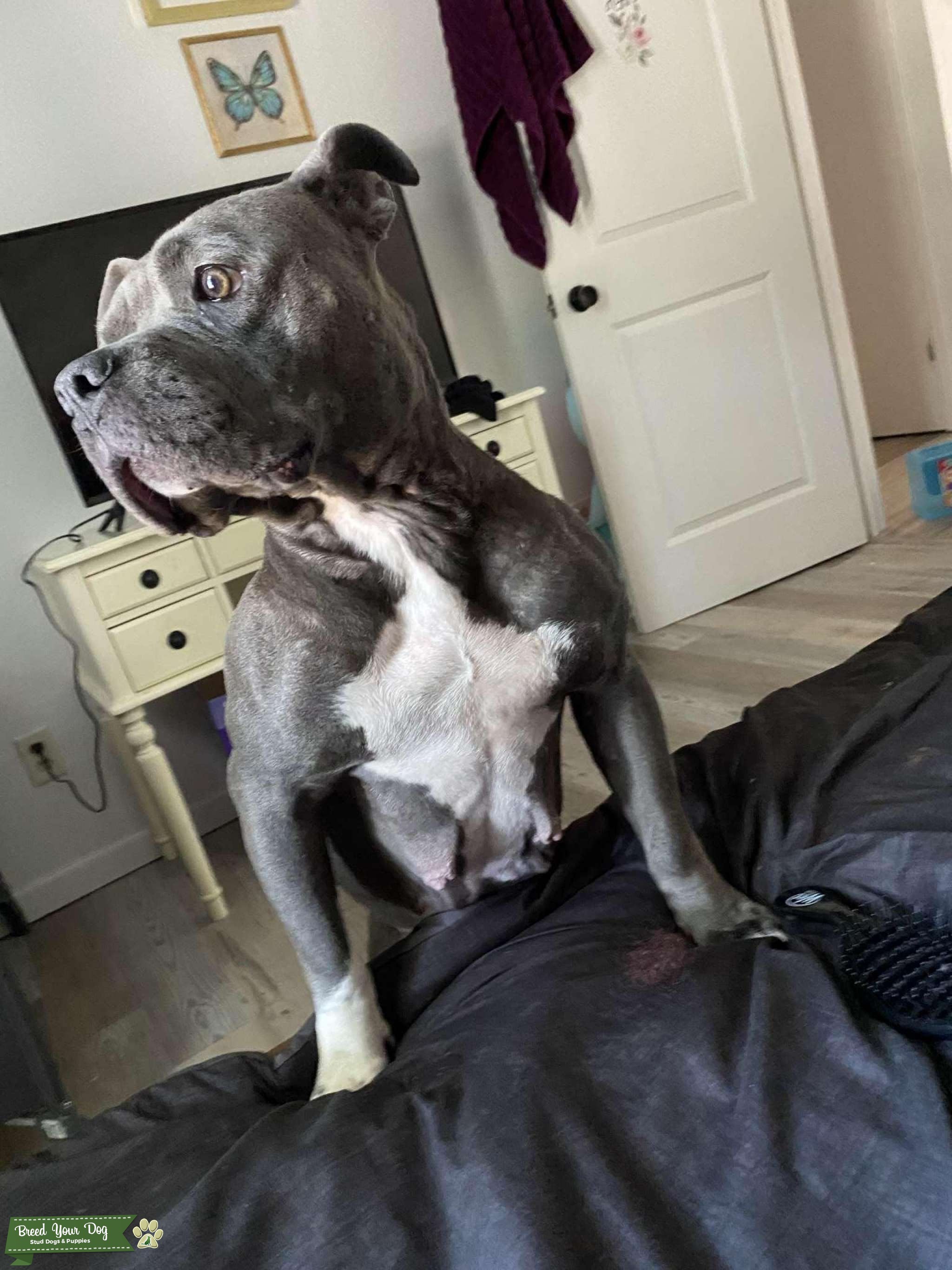 Charcoal AKC Reg American Bully Stud Dog in Southeastern , Mexico