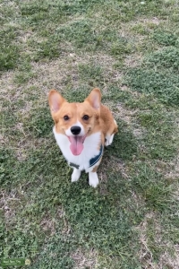 Pembroke Welshman Corgi Listing Image