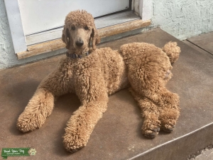 Akc standard poodle Listing Image