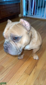 Tank is ready for his stud service! Listing Image