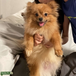 Looking to mate my male dog  Listing Image
