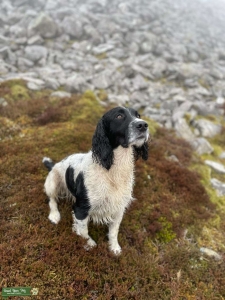 English Sprocker Listing Image