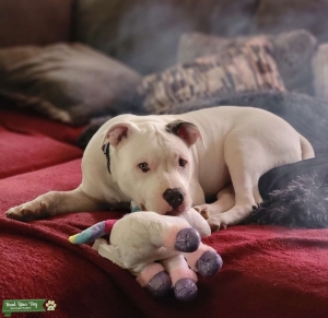 American Bully (Pocket) Listing Image