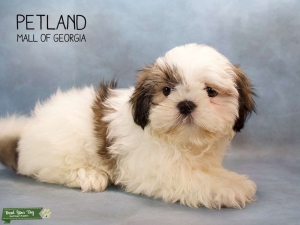 Shihtzu AKC for stud smart and handsomeness  Listing Image