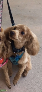 Mini Aprocot Poodle Stud  Listing Image