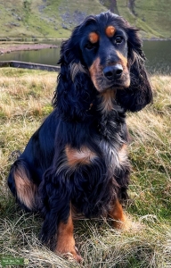 Black and Tan Show Cocker Spaniel  Listing Image