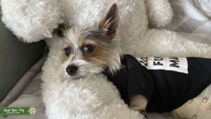 Looking for a female Yorkie  Listing Image