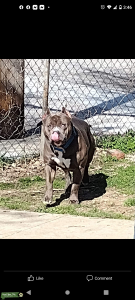 Blue American bully Listing Image