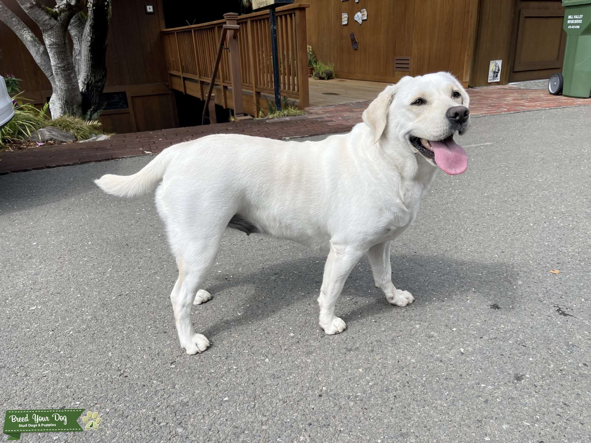 Looking for a Stud (English Labrador) Stud Dog in San Diego , United