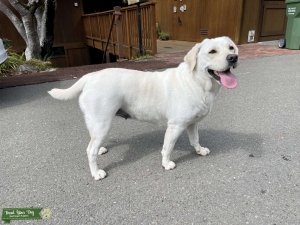 Looking for a Stud (English Labrador) Listing Image