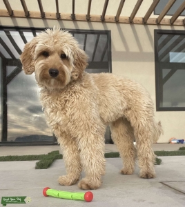 17 lb Apricot Mini Golden Doodle  Listing Image