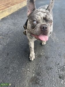STUD Lilac Tan Merle Exotic Frenchy Akc registered  Listing Image