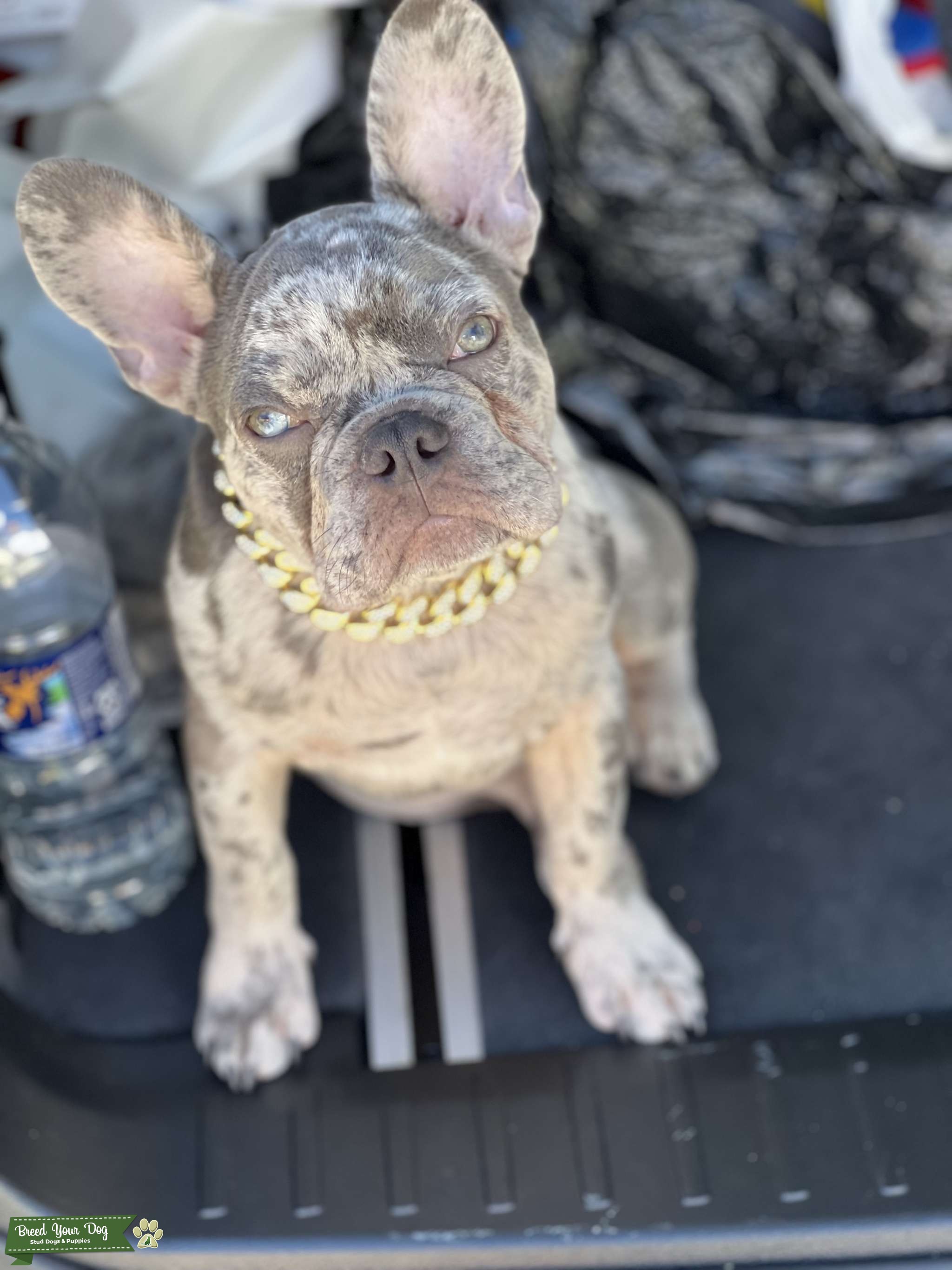 STUD Lilac Tan Merle Exotic Frenchy Akc registered Stud Dog in