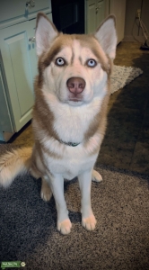 Gorgeous Red Siberian Husky Stud Listing Image