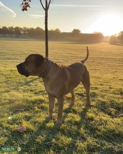 South African mastiff Listing Image