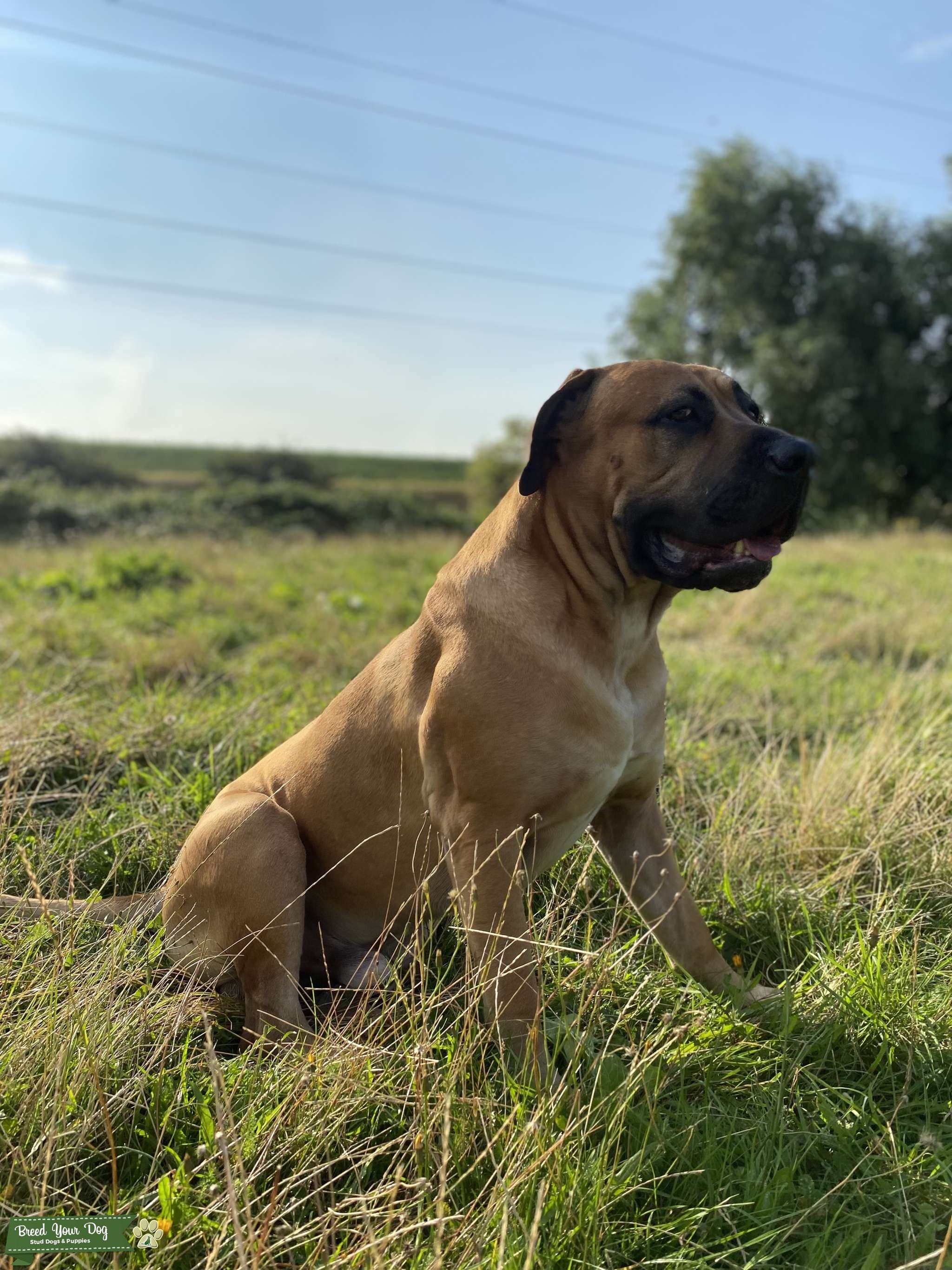 South African mastiff Stud Dog in Middlesex, United Kingdom Breed