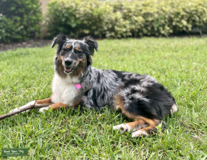 Looking for a handsome stud for this pretty girl!  Listing Image