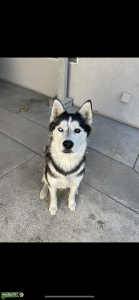Siberian Husky Stud  Listing Image