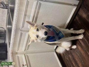 Stud Dog Listing Image