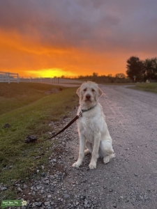 White/Cream Labradoodle Listing Image
