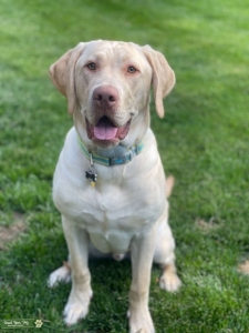Young Yellow Labrador, Green Eyes Listing Image