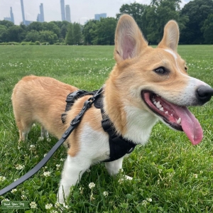 Tan/White Pembroke Welsh Corgi Stud Listing Image