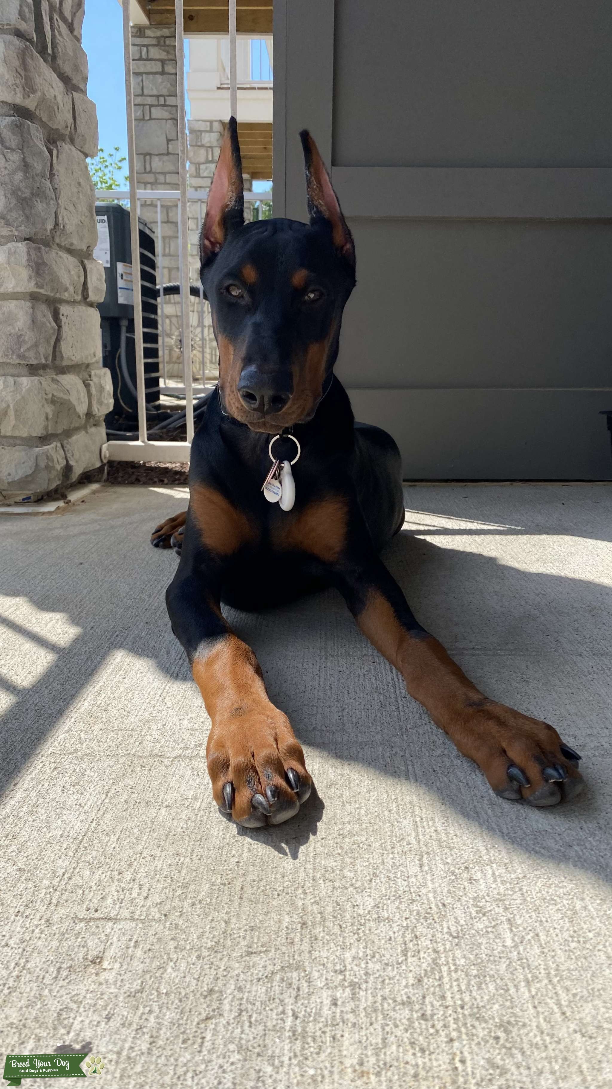 Zero AKC Registered Stud Stud Dog in United States Breed