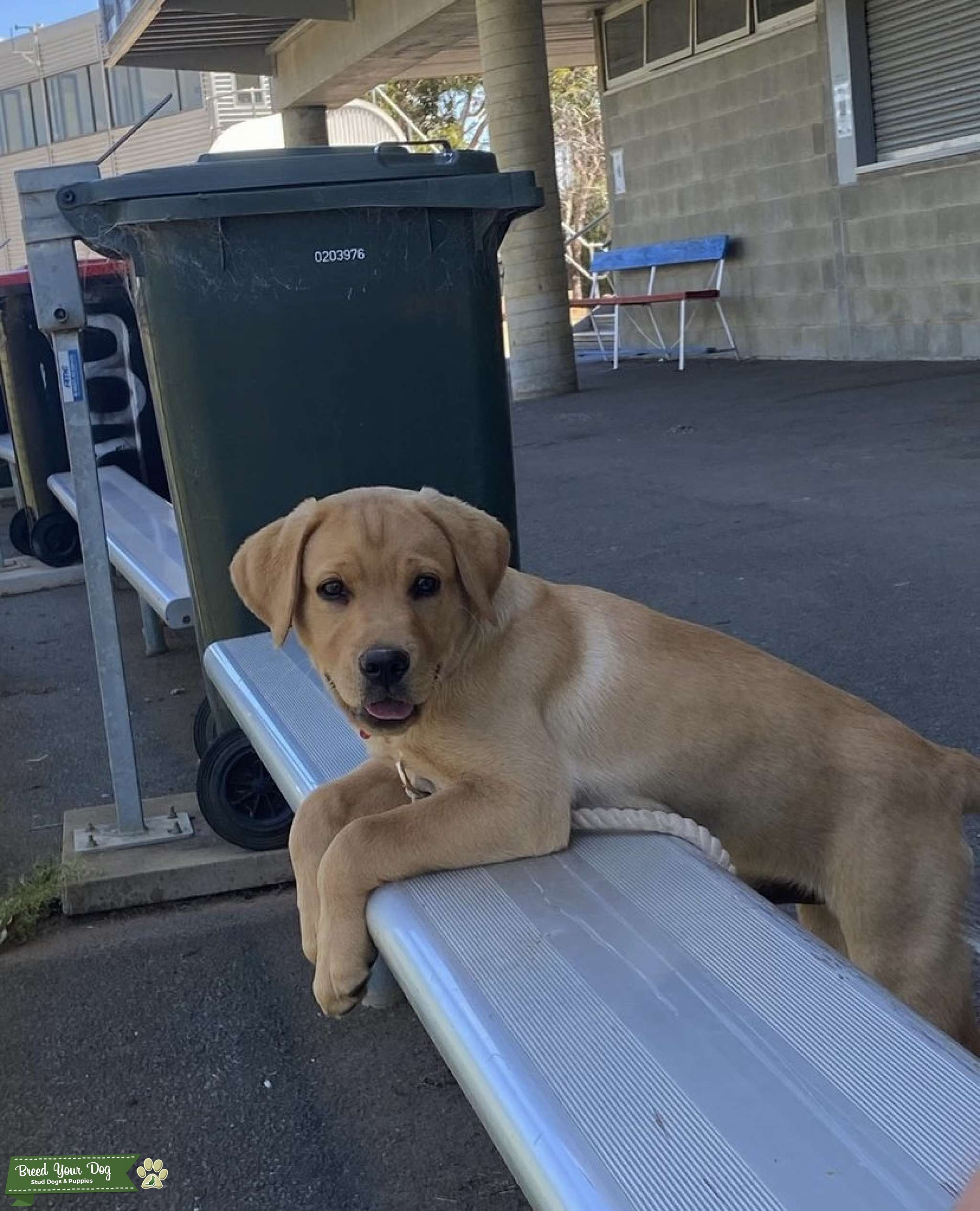 LABRADOR STUD MALE Stud Dog in Geelong, the United States Breed