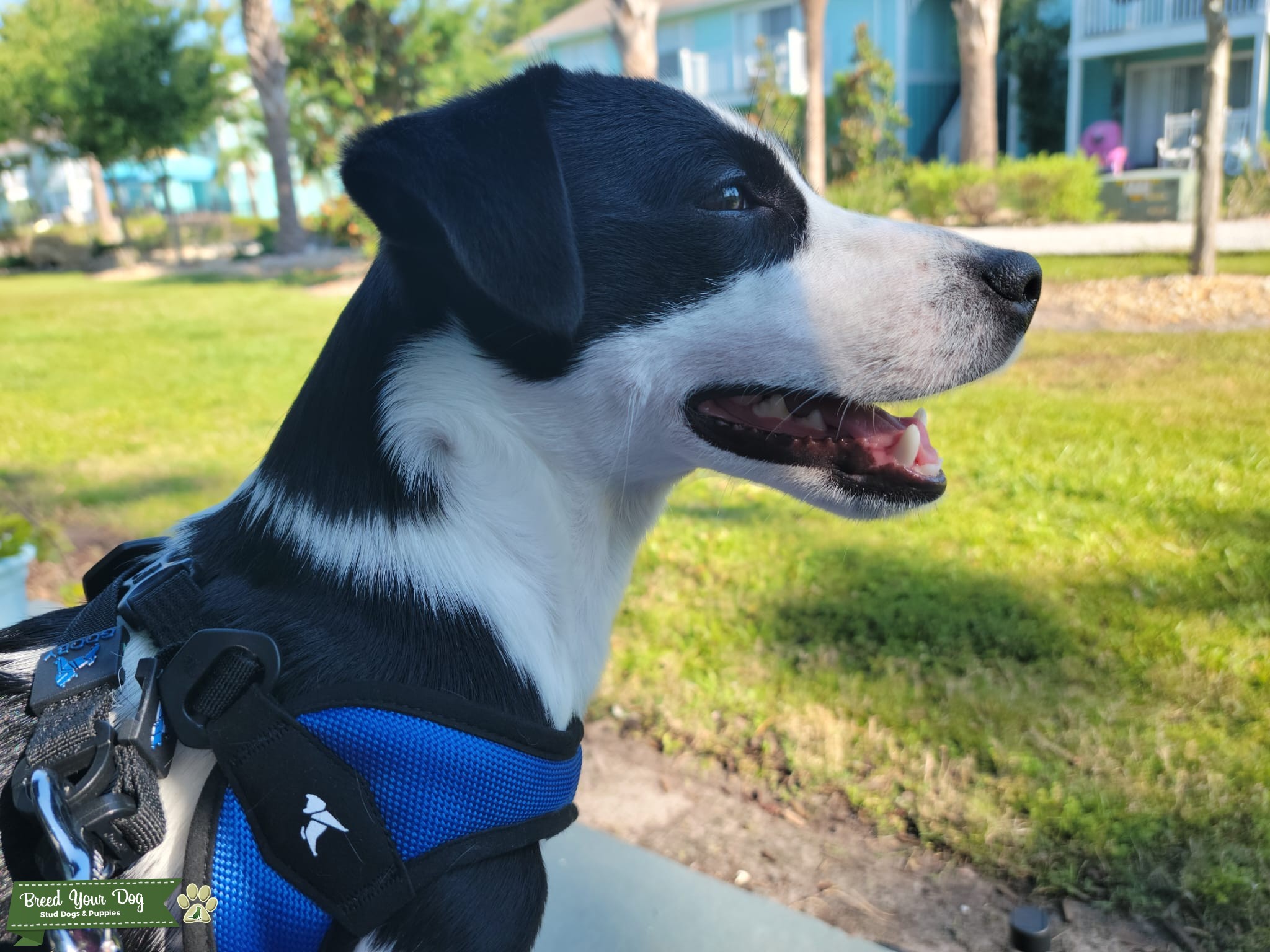 Pedigree Jack Russel. 1 year old this month. Stud Dog in Florida