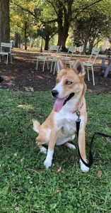 Beautiful Shiba / Husky mix looking for stud  Listing Image