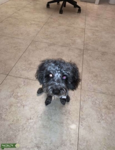 Blue Merle Shih-poo stud Listing Image