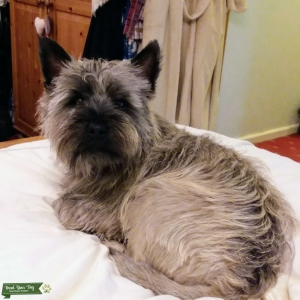 Champion bloodline Cairn terrier  Listing Image