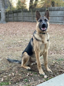 Brown and Black GSD Stud Listing Image