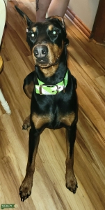 Black/Rust Dobermann Listing Image
