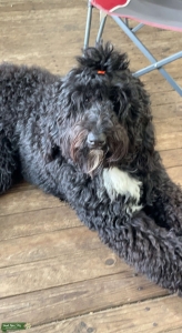Bernedoodle stud  Listing Image